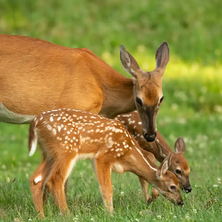 Brag Patch RV Park in Cullman, Alabama is a long term campground on Smith Lake. We are a privately owned, gated community.