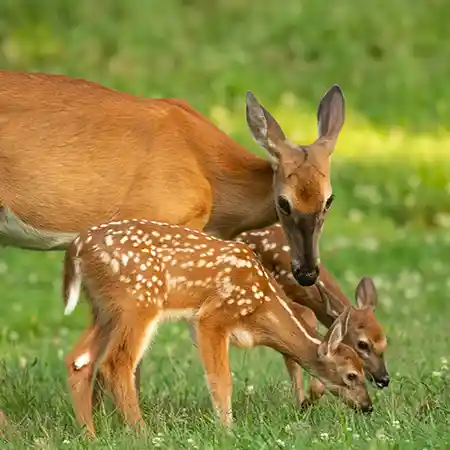 Brag Patch RV Park & Resort is a long-term campground located on Lewis Smith Lake in Cullman, Alabama.