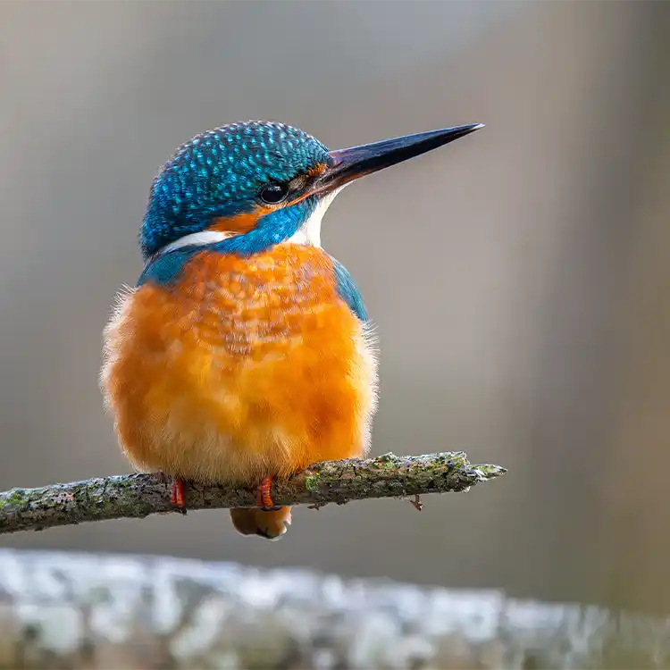 Brag Patch RV Park in Cullman, Alabama is a long term campground on Smith Lake. We are a privately owned, gated community.